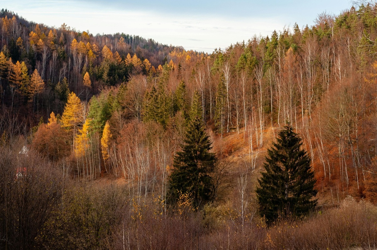Národná banka Slovenska: úloha, nezávislosť a význam vo finančnom systéme